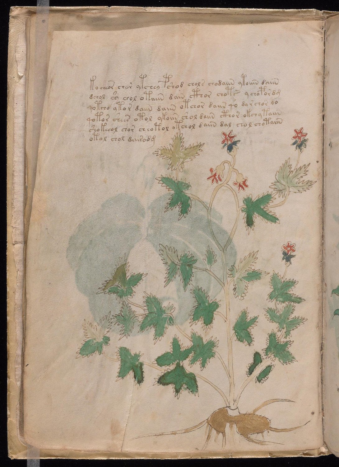 Herbal Page 10